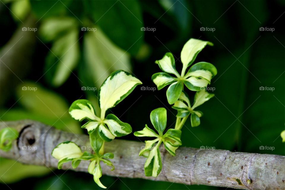 green tropical pla