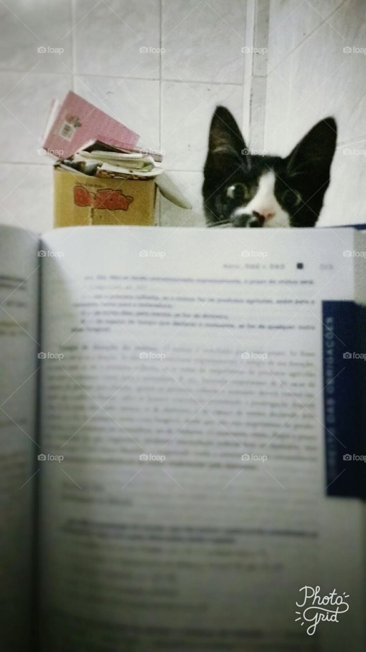 Cat wants to read?