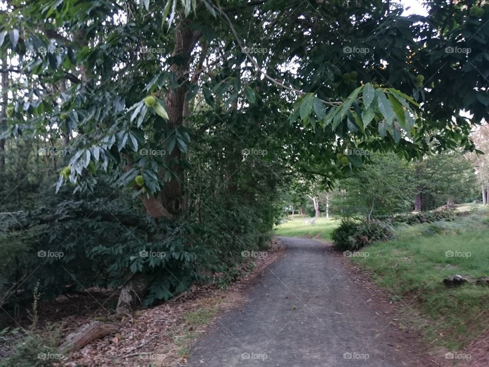 a path through the trees