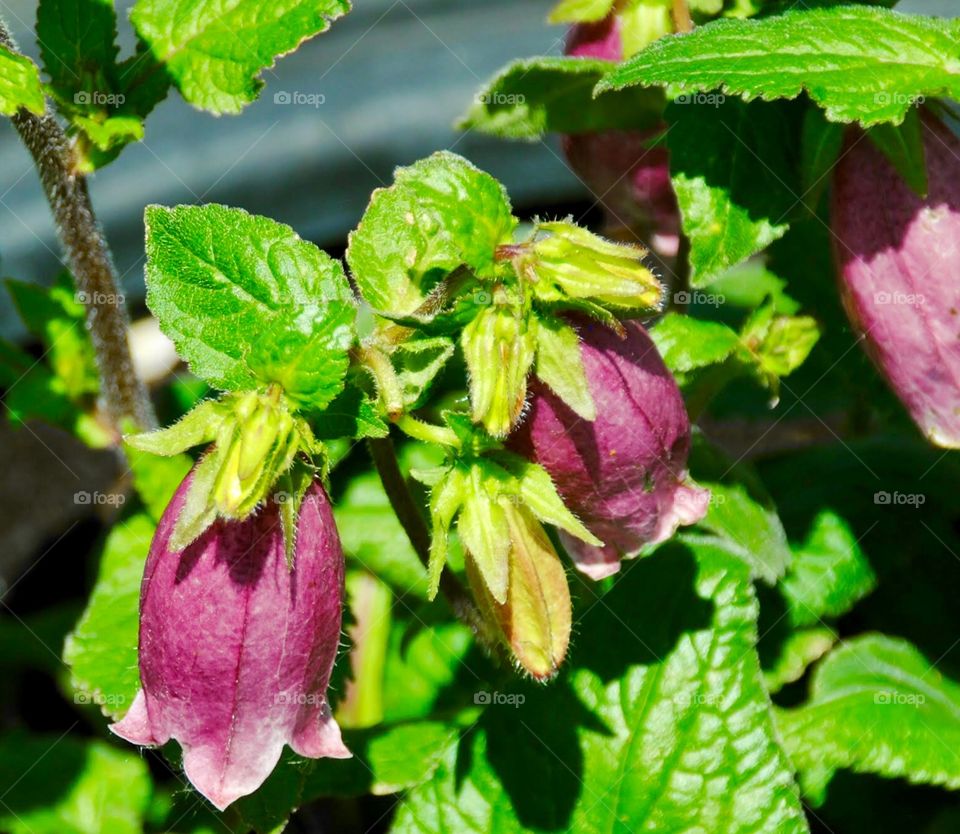 Beautiful Magenta Bell Blossoms 