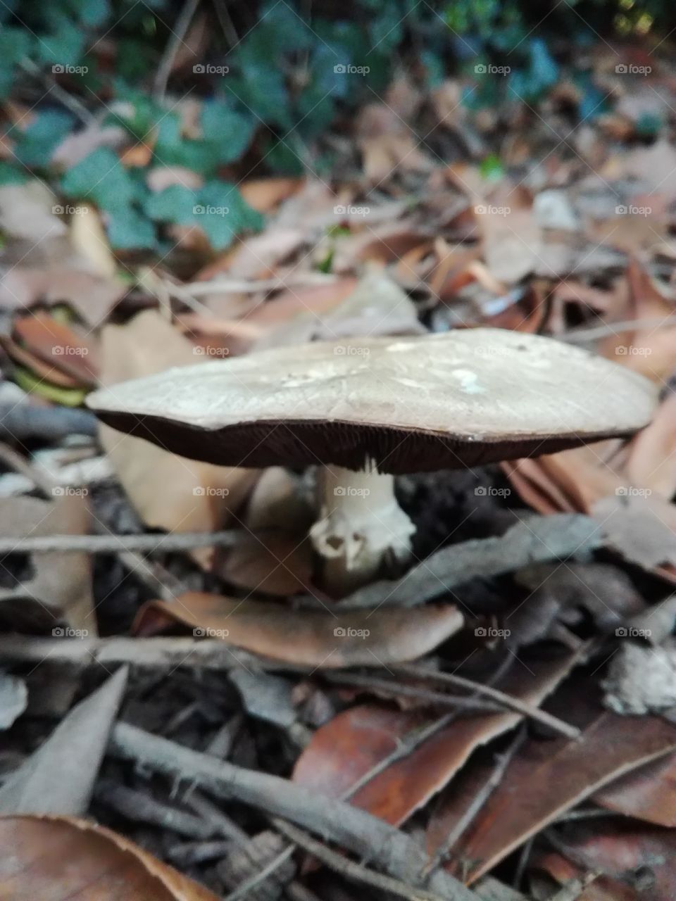 mushroom