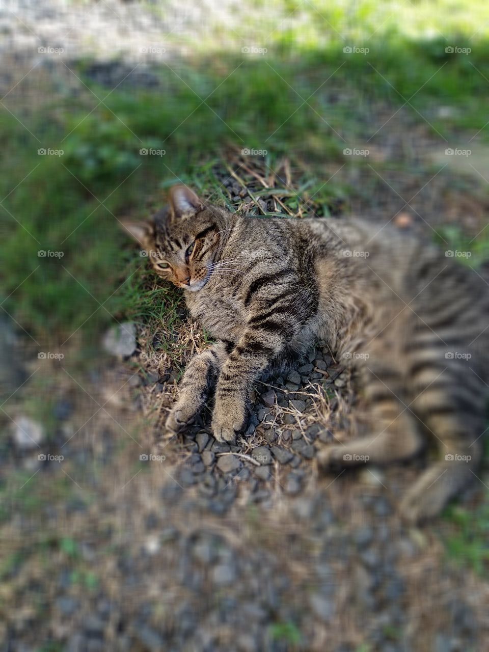 cat enjoying outside catio grass