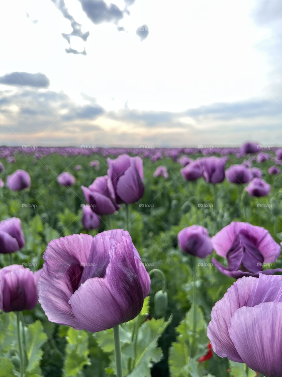 Poppyseed field