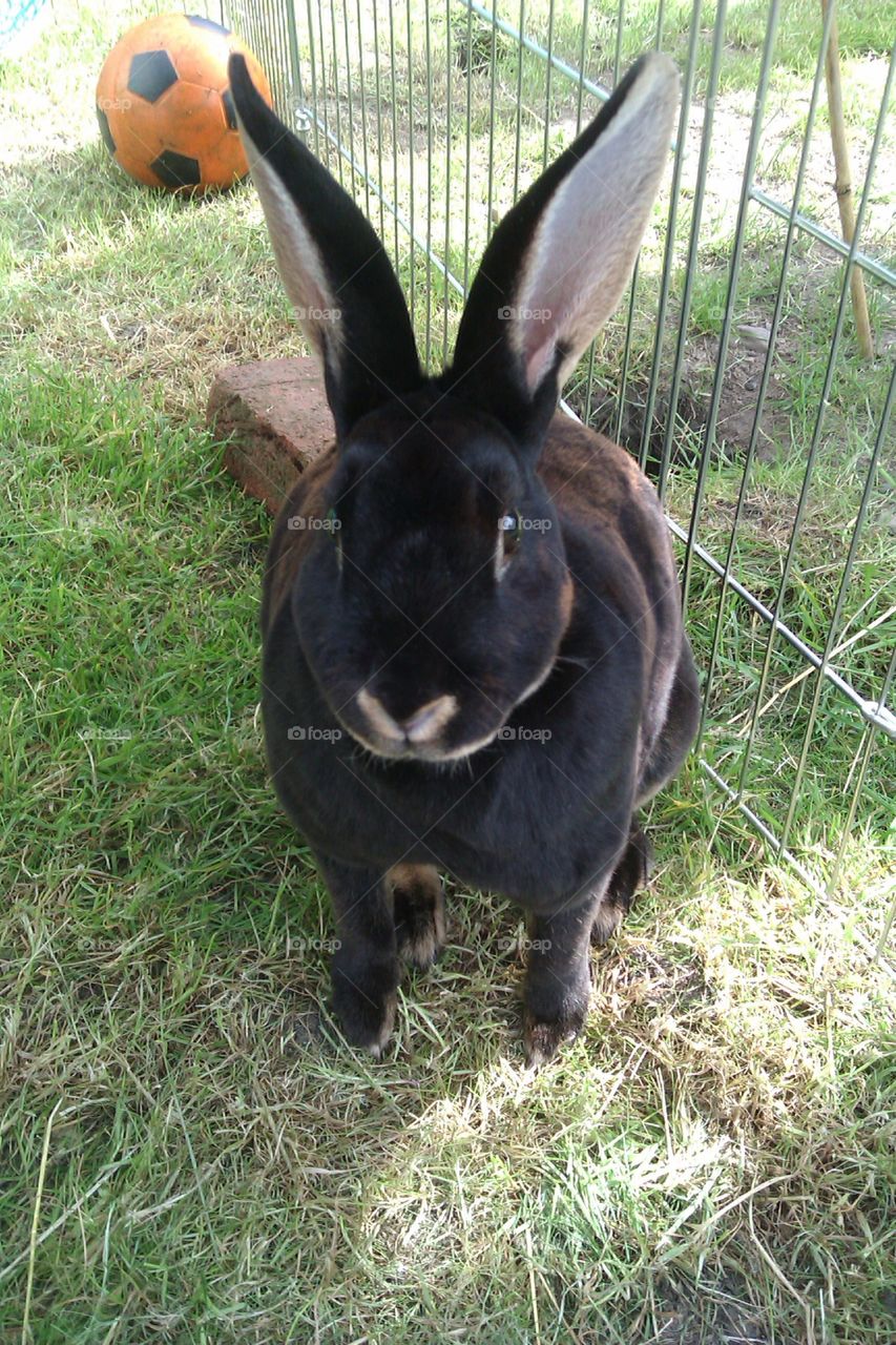 my gorgeous rabbit