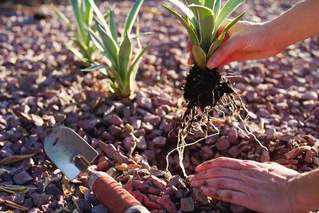 Planting agave