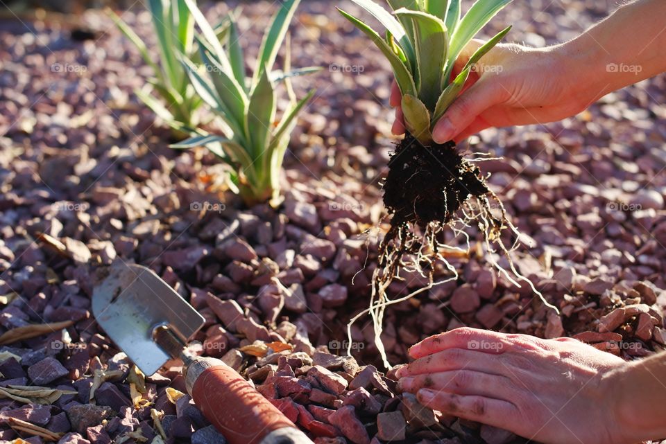 Planting agave