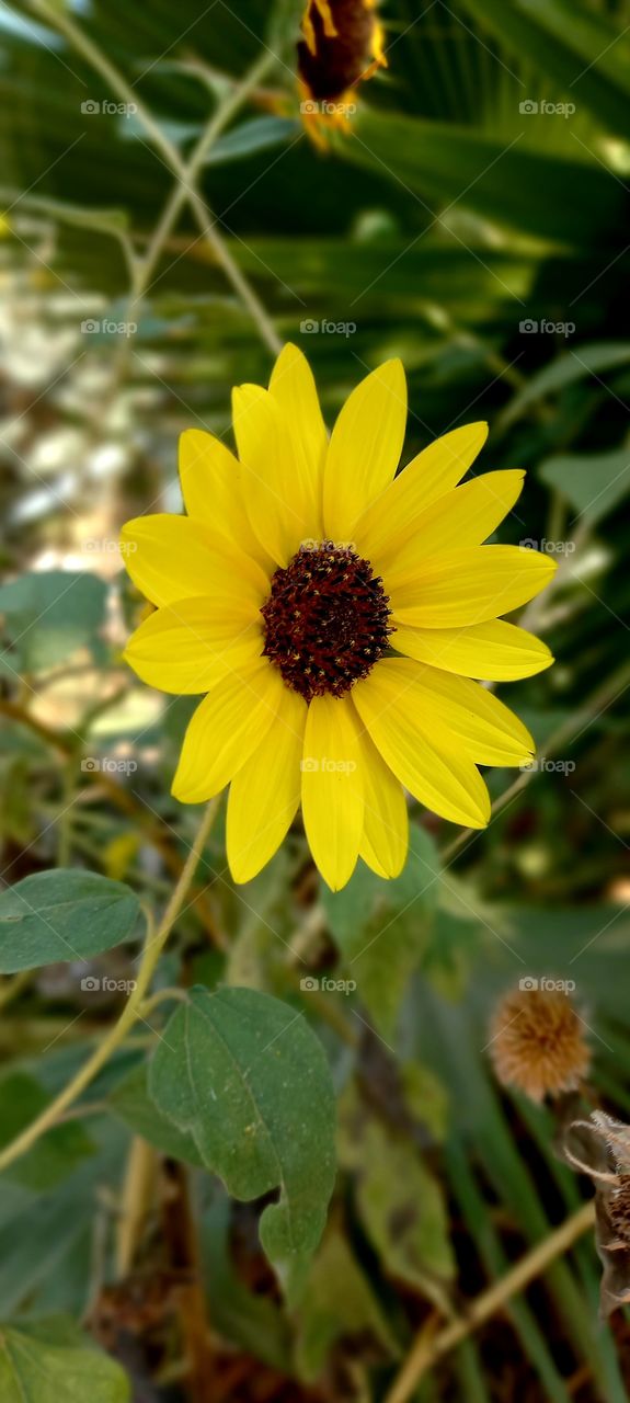 sunflower