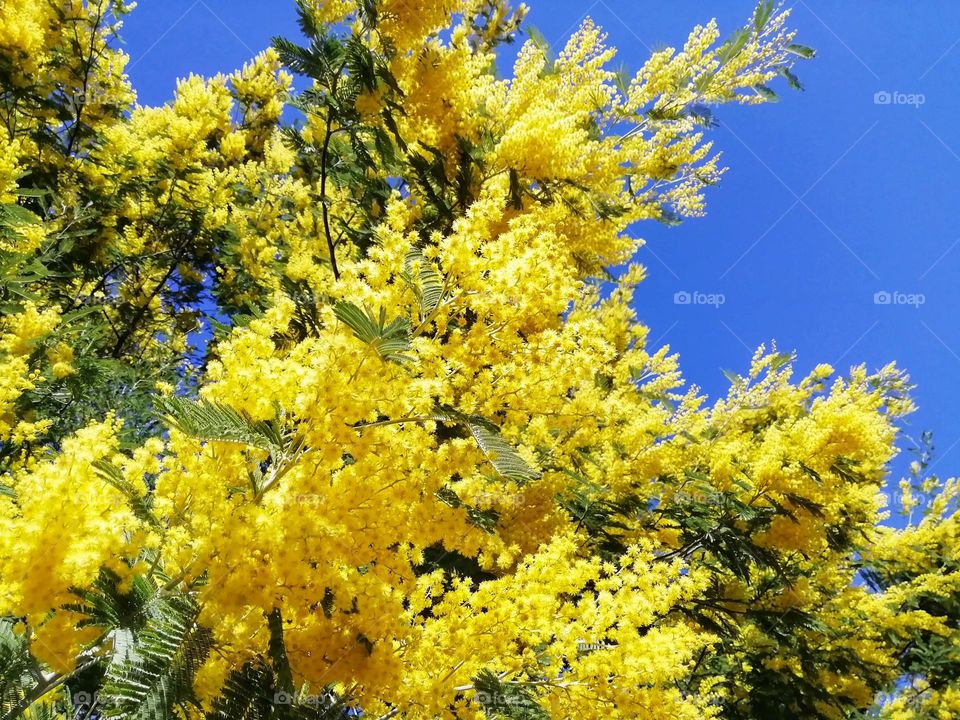 Yellow flowers against a blue sky