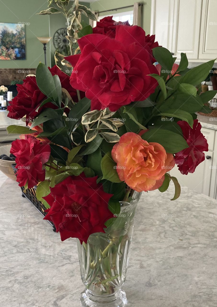 Garden roses fully open 