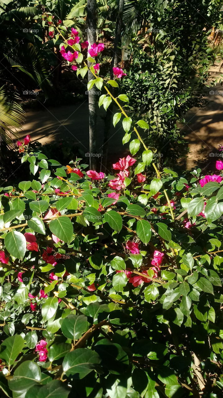 BUGANVÍLIAS VERMELHAS