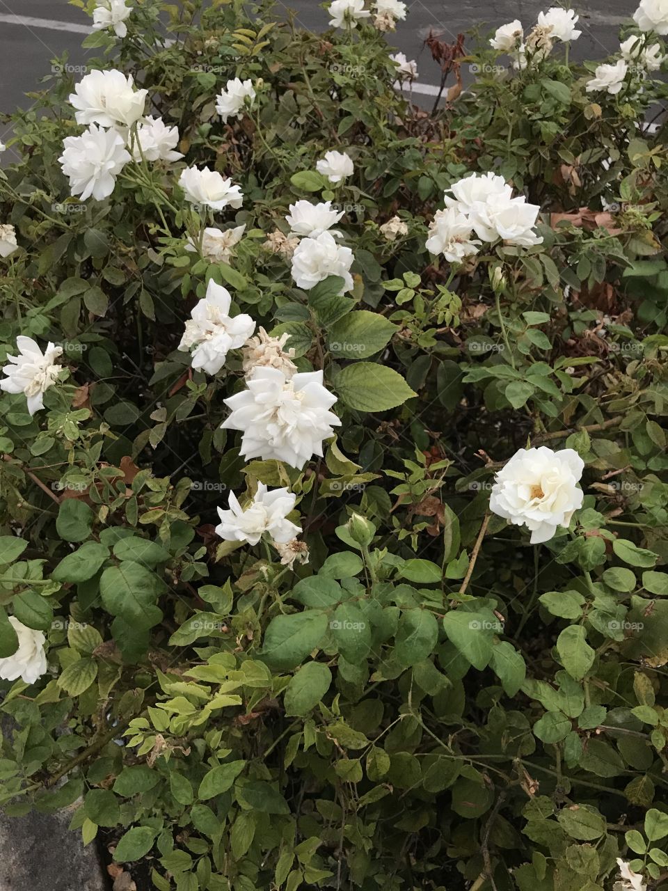 A beautiful sight for sore eyes. These flowers bring a smile to one’s face.