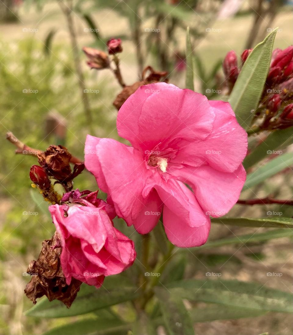 🌹 🇺🇸 Very beautiful flowers to brighten our day.  Live nature and its beauty. Did you like the delicate petals? / 🇧🇷 Flores muito bonitas para alegrar nosso dia. Viva a natureza e sua beleza. Gostaram das pétalas delicadas? 