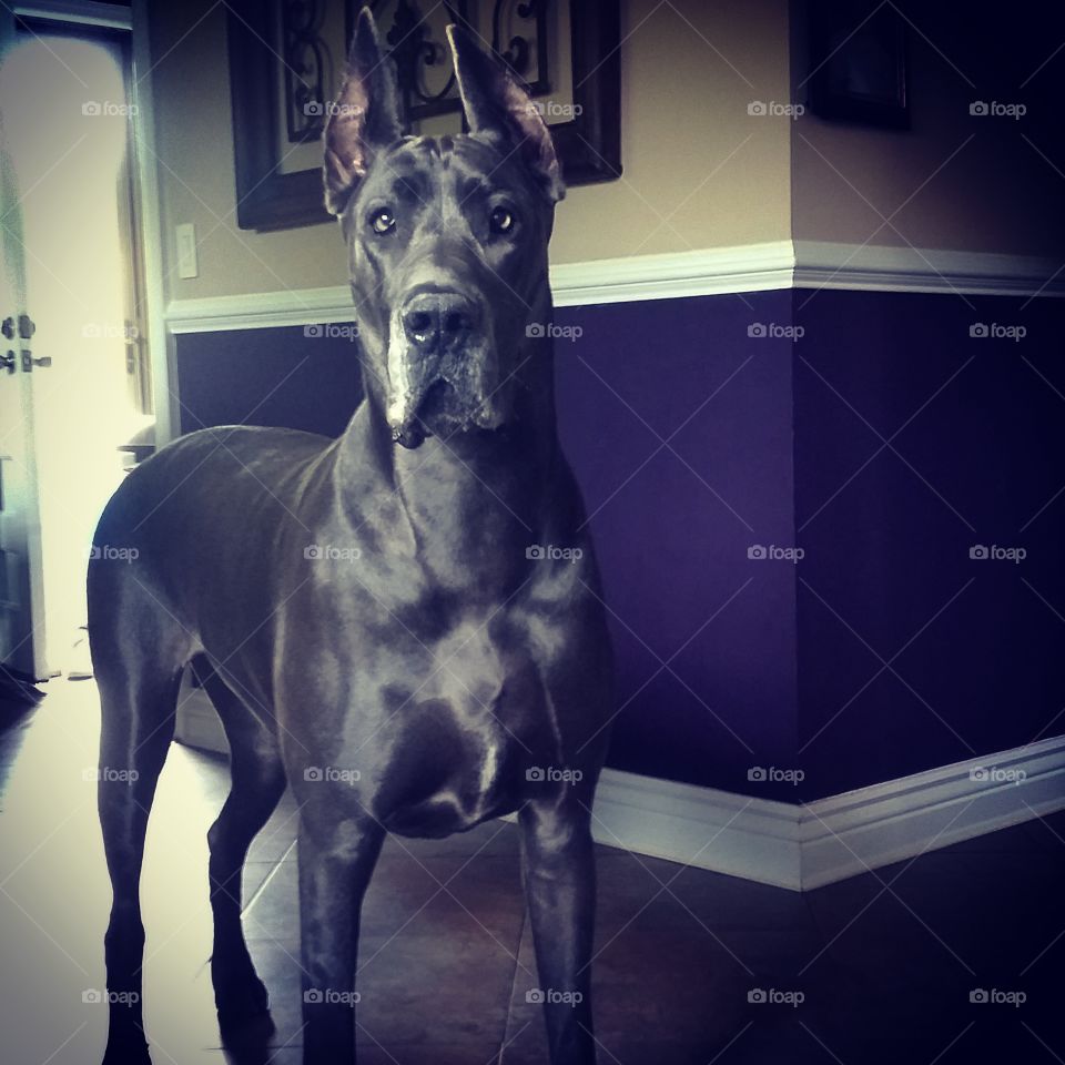 Blue Great Dane Nyla