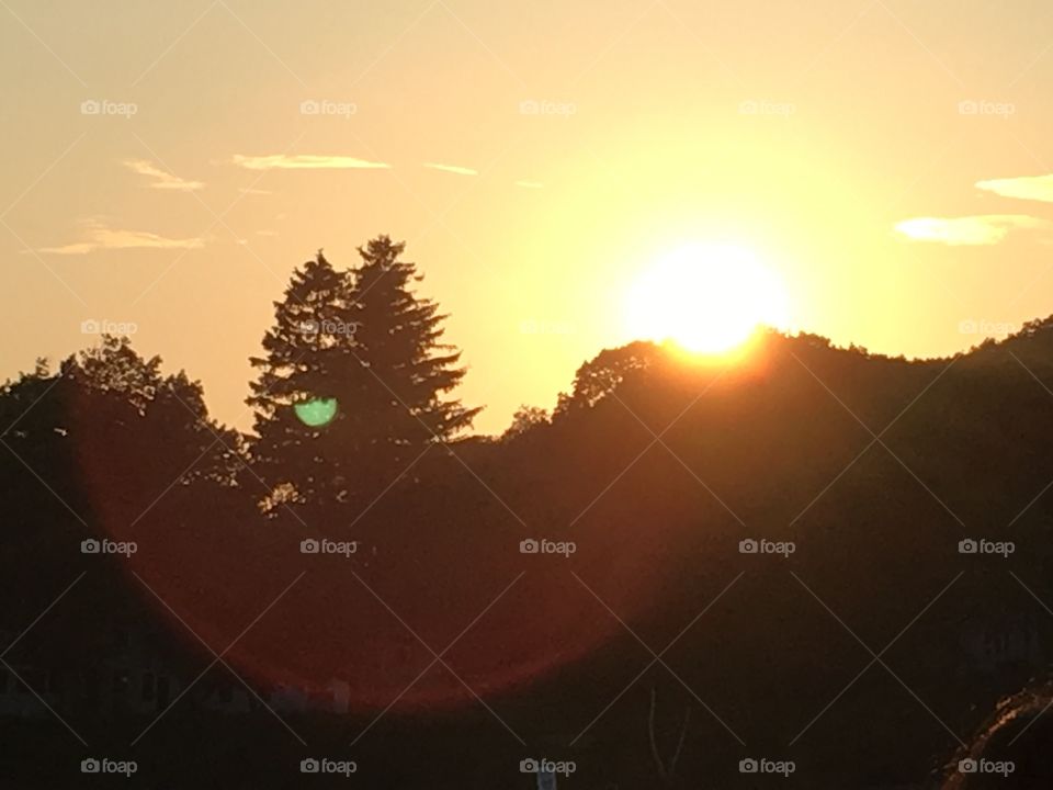 Trees against the sun