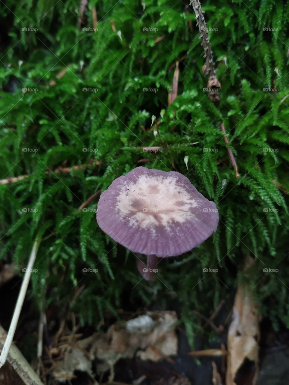 Interesting purple mushroom