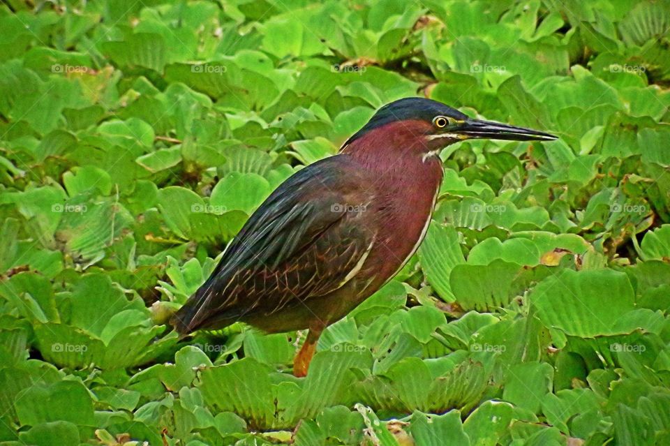 Little Green Heron