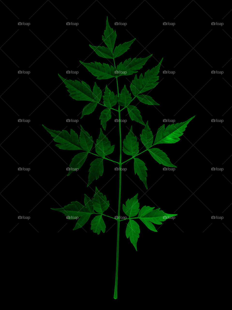 Green symmetry leaf