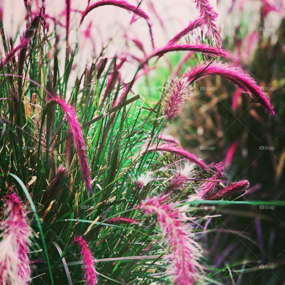 Magenta flowers in the grass, magenta grass in the fields, wildflowers in California, magenta on the wild, colorful grasses on the west coast 