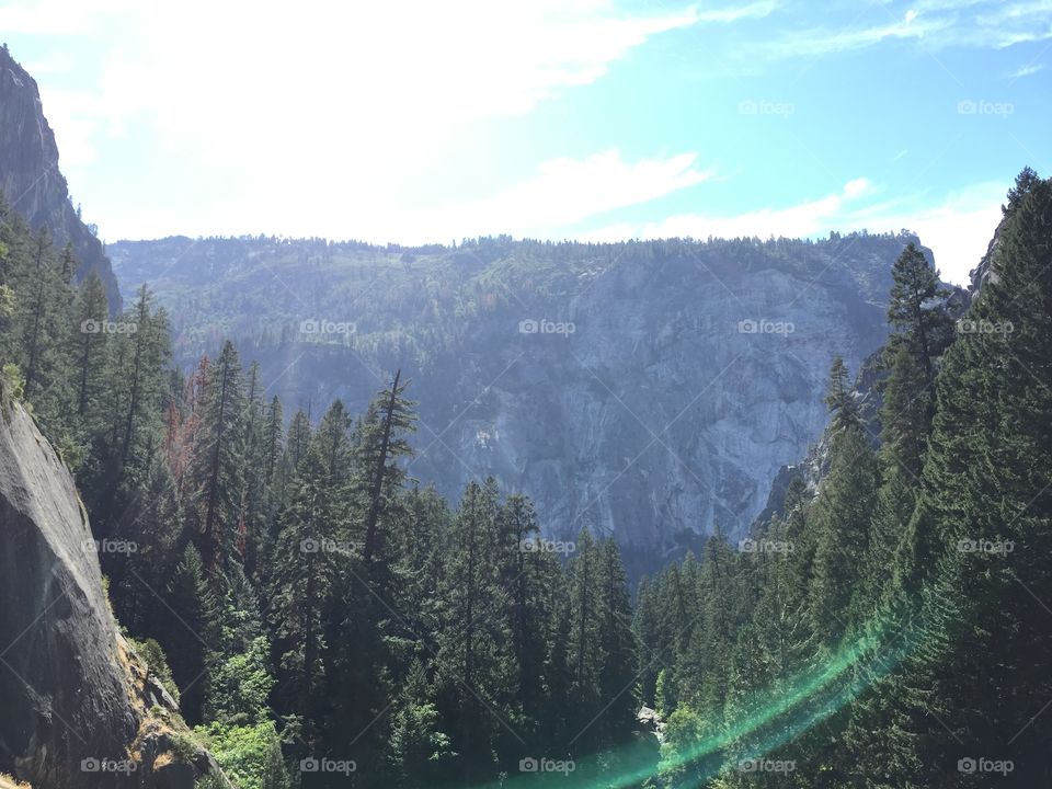 Lens flare in forest