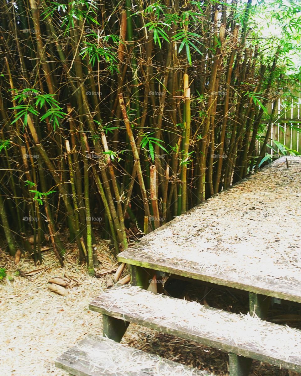 bamboo