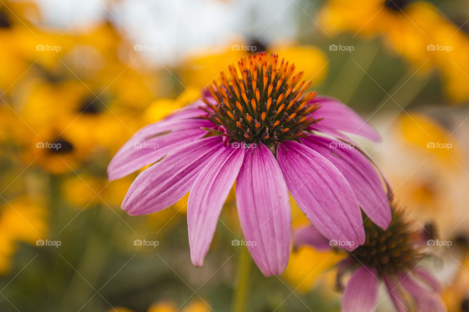 Colorful flowers 