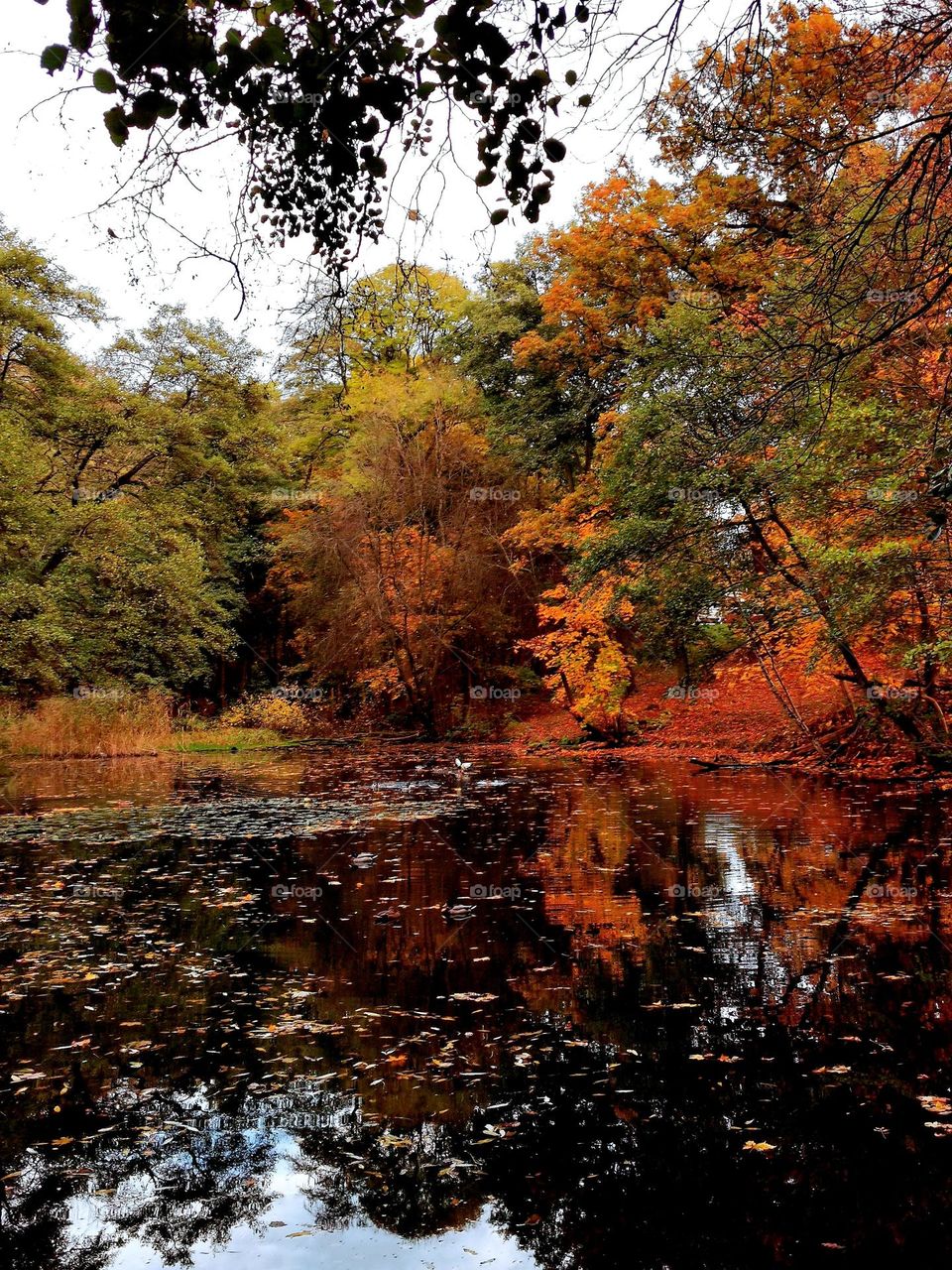 Autumn by the lake