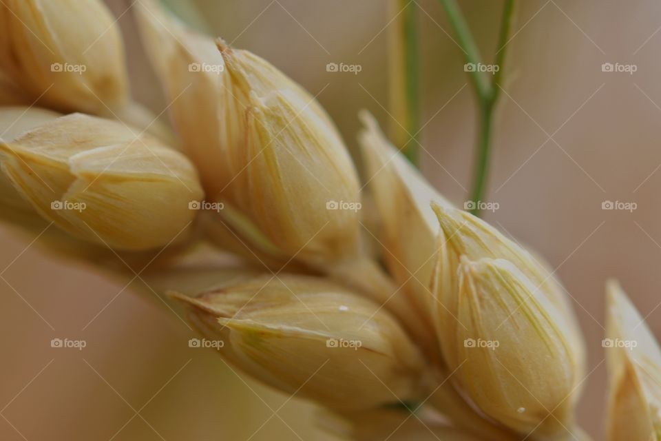 Close-up wheat field