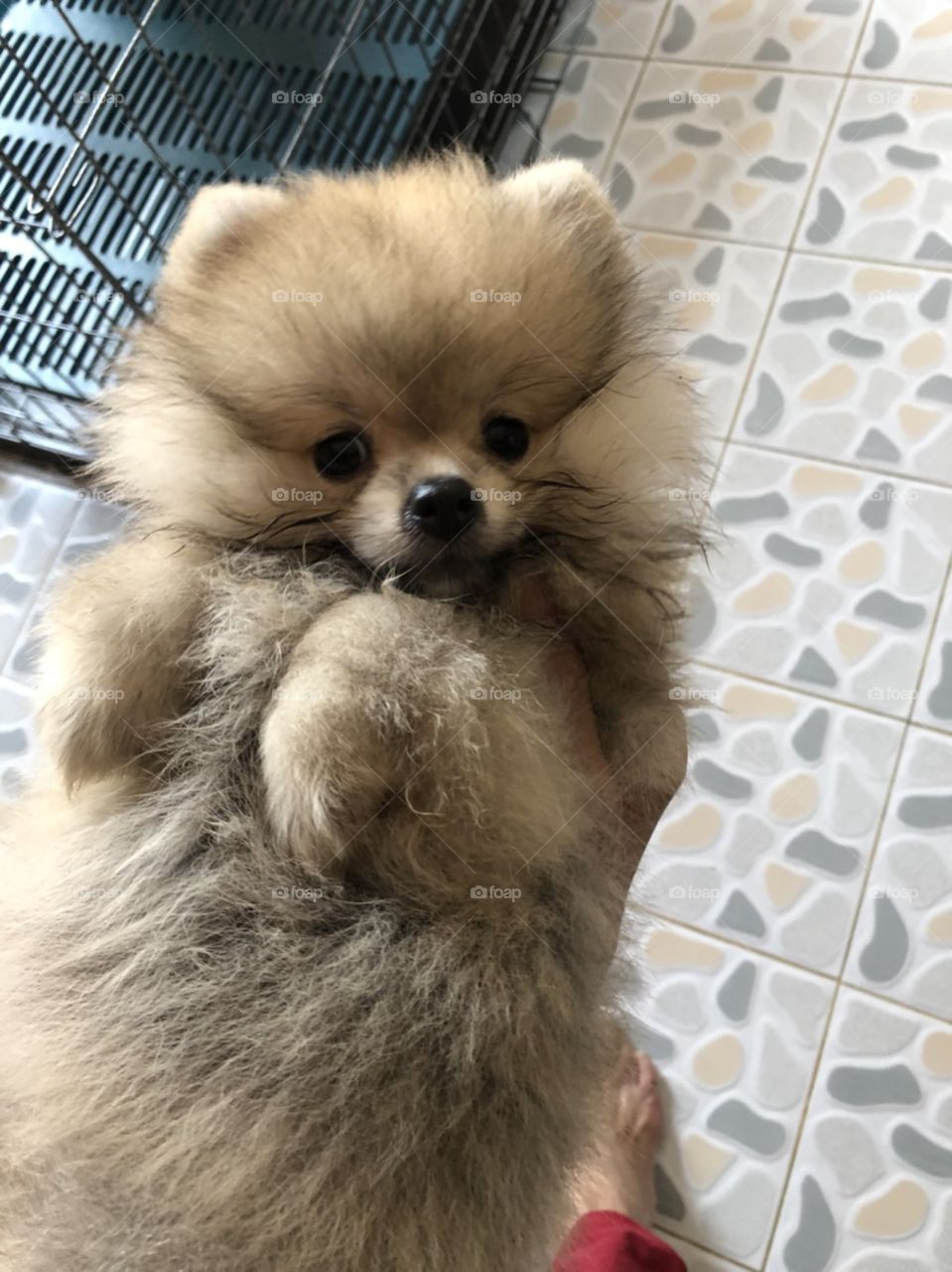 puppy "pomeranian" has furry and fluffy hair.