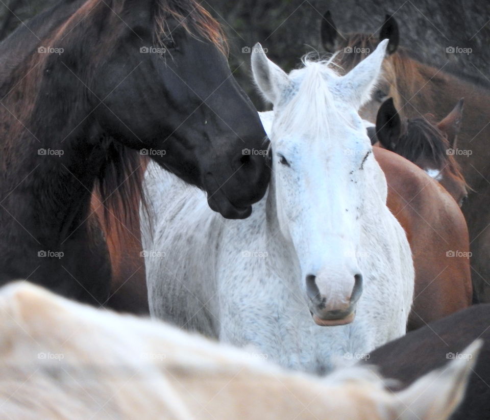 majestic horses 