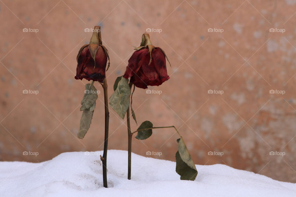 snow nature roses death by probie15