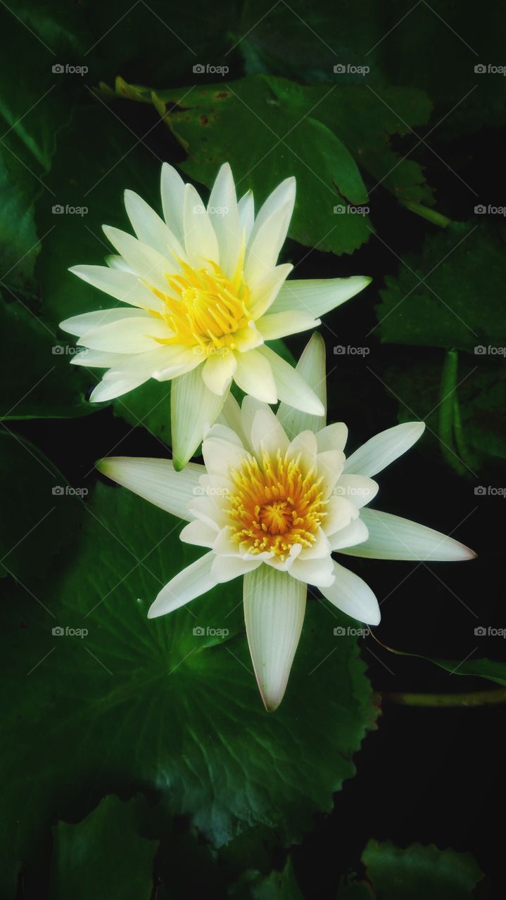 White lotus flowers with green leaves and black background