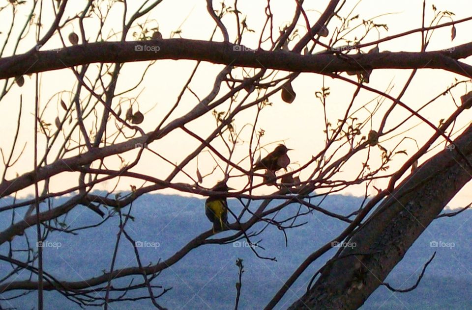 Birds in the tree, forest,nature,reflection,landscape,colorful,bird, reflection, tree,Mountain,rural,countryside green