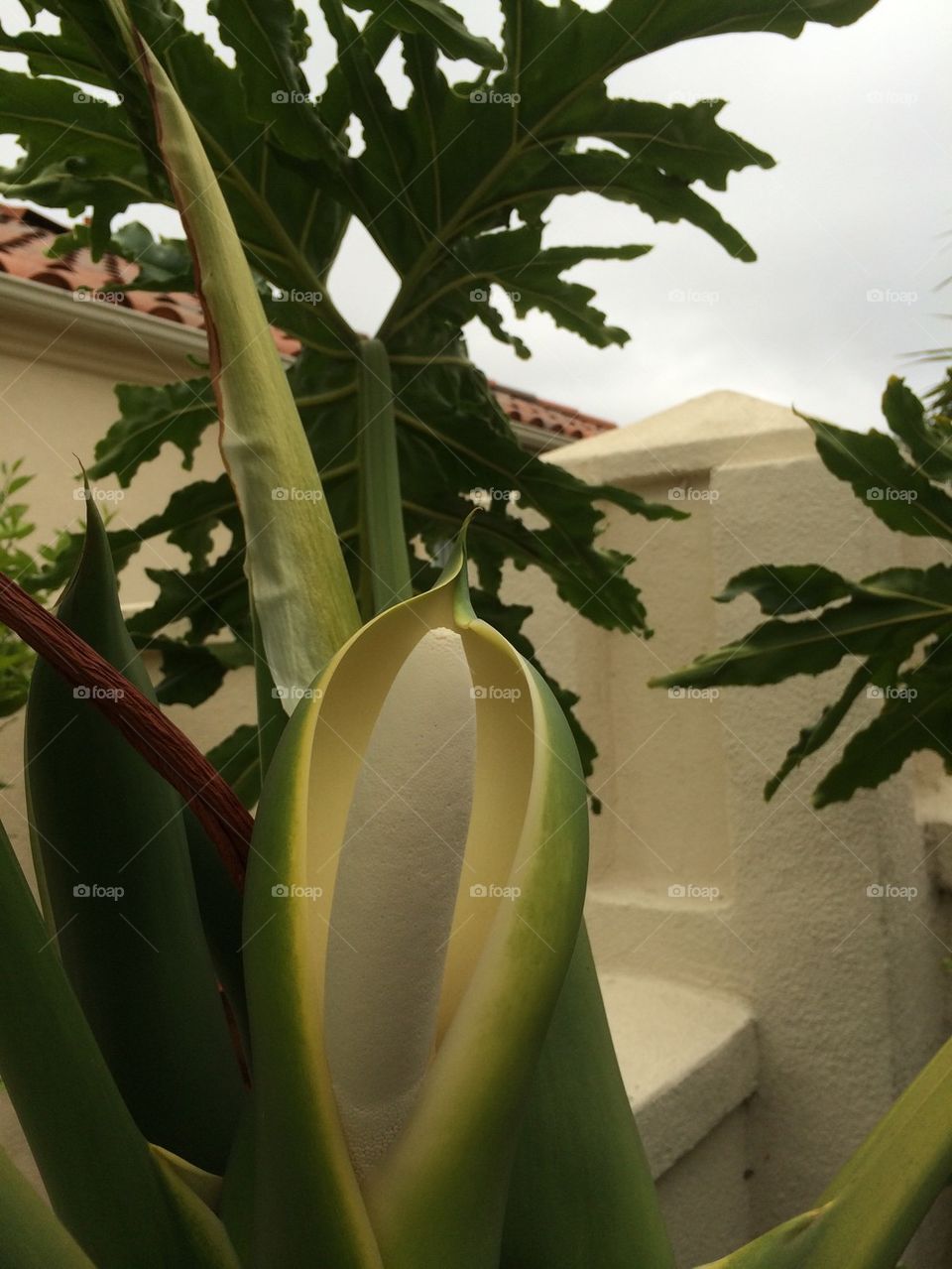 Palm bud opening