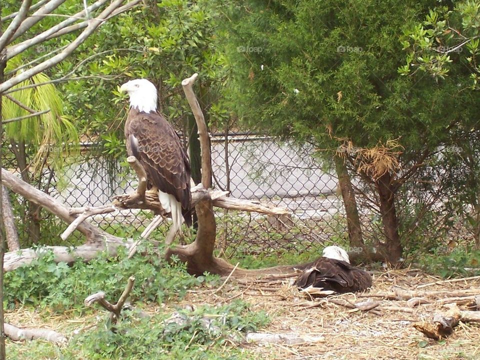 Bald Eagles