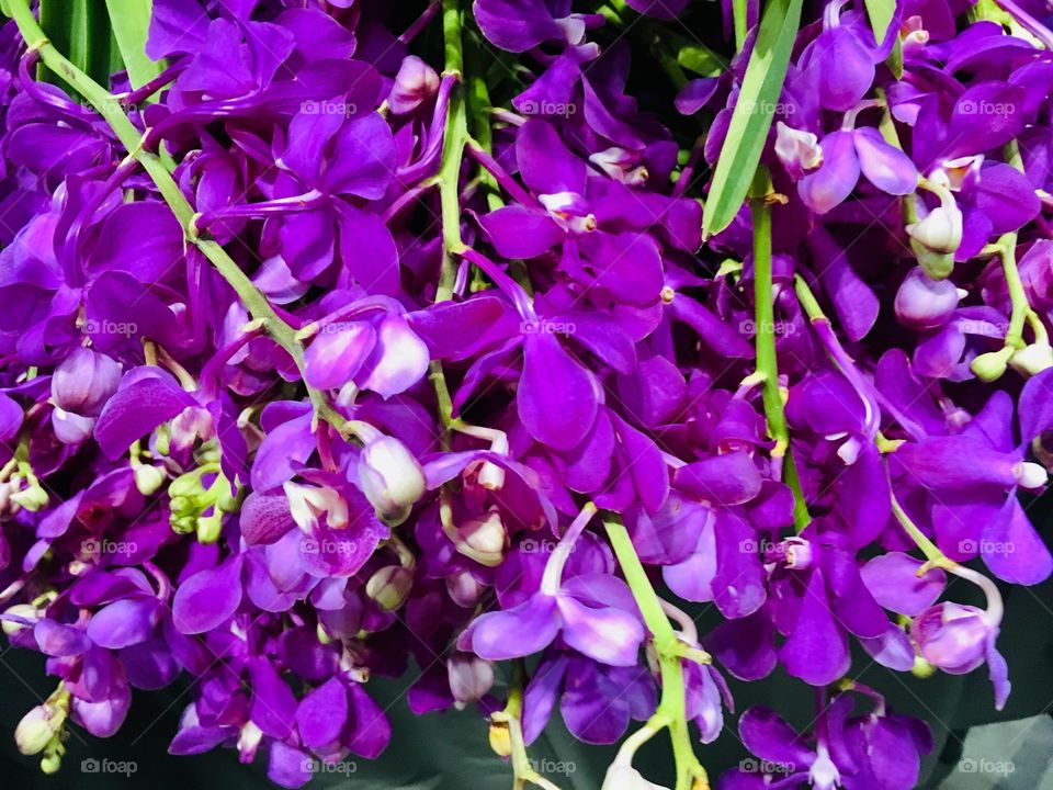 Orchids at the Orange County Convention Center Home show