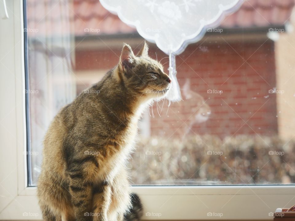 Cat sitting on window sill