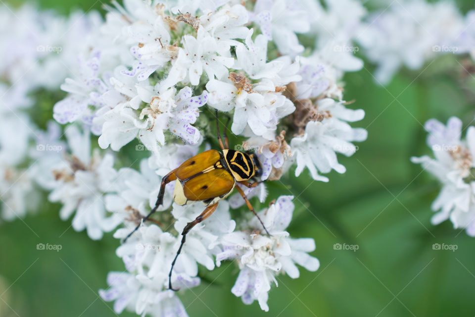 Orange, Black and Yellow Beetle on White Flowers Macro Close Up