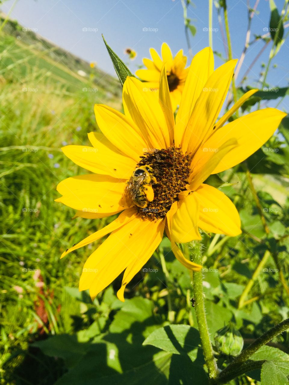 Bug and sunflower