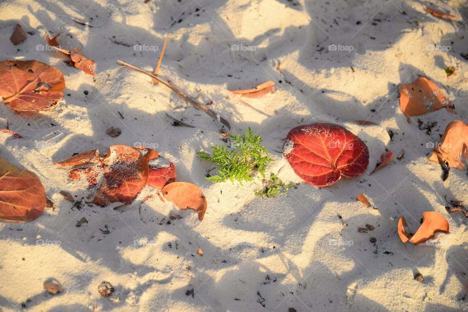 Leaves in the sand. Various colored mangrove tree leaves scattered amongst the sand