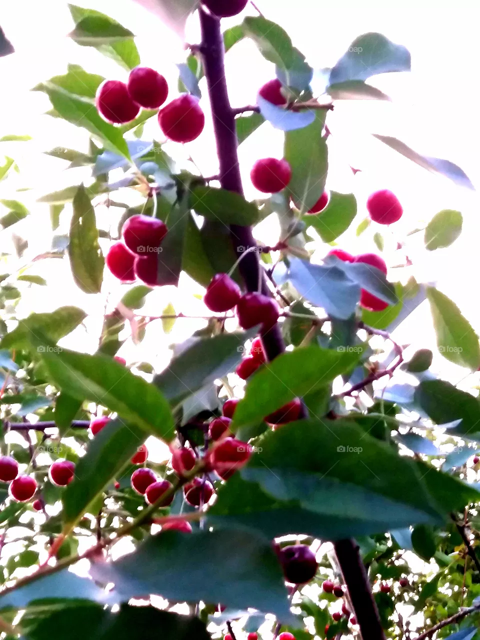 cherry