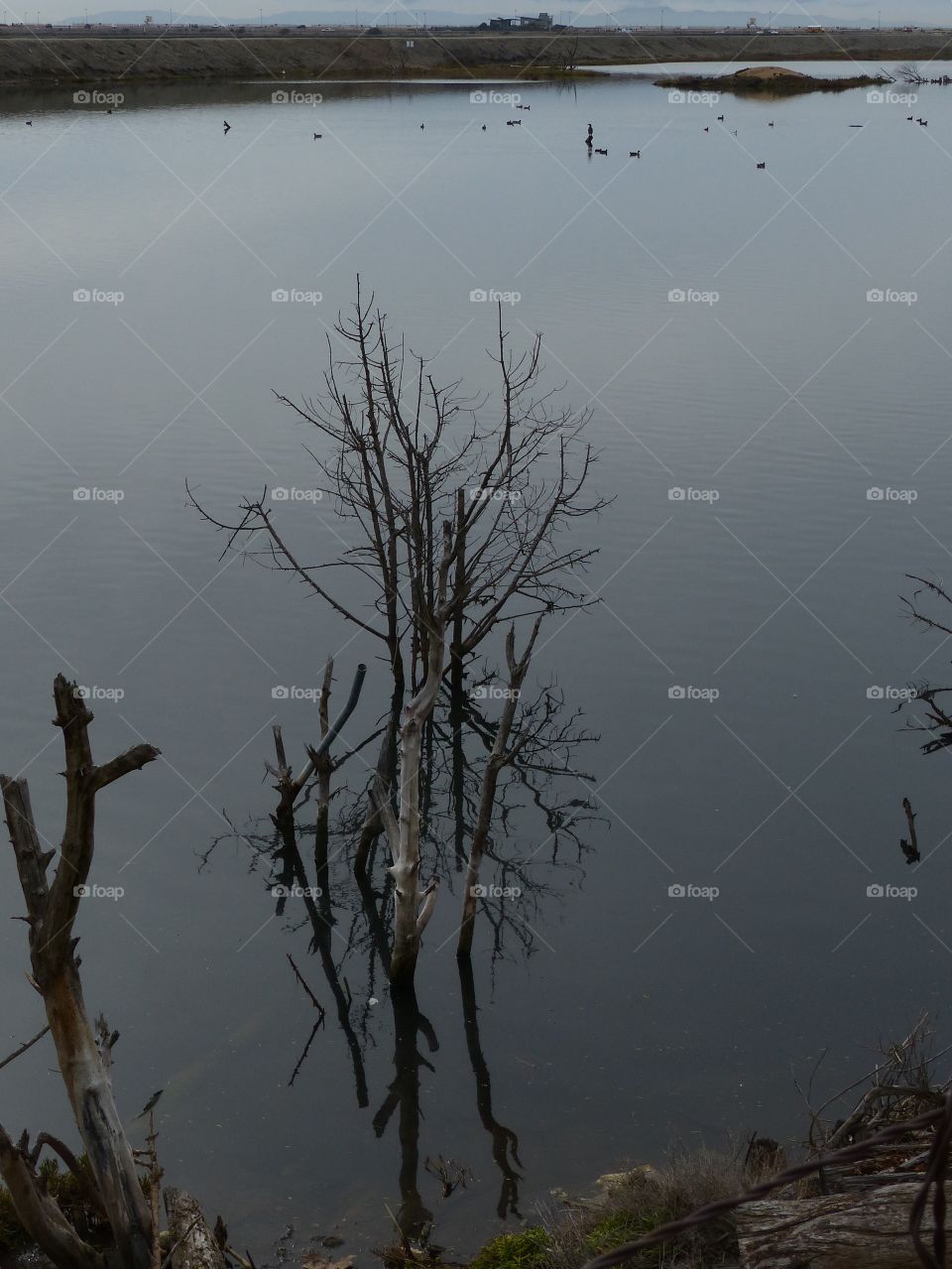 Reflection of bare trees