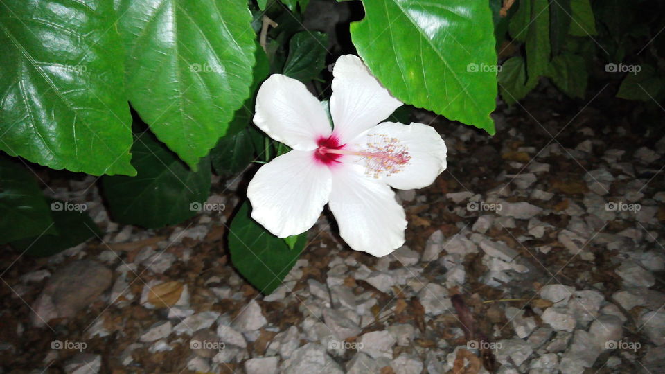 цветы.флора.красивый.белый.