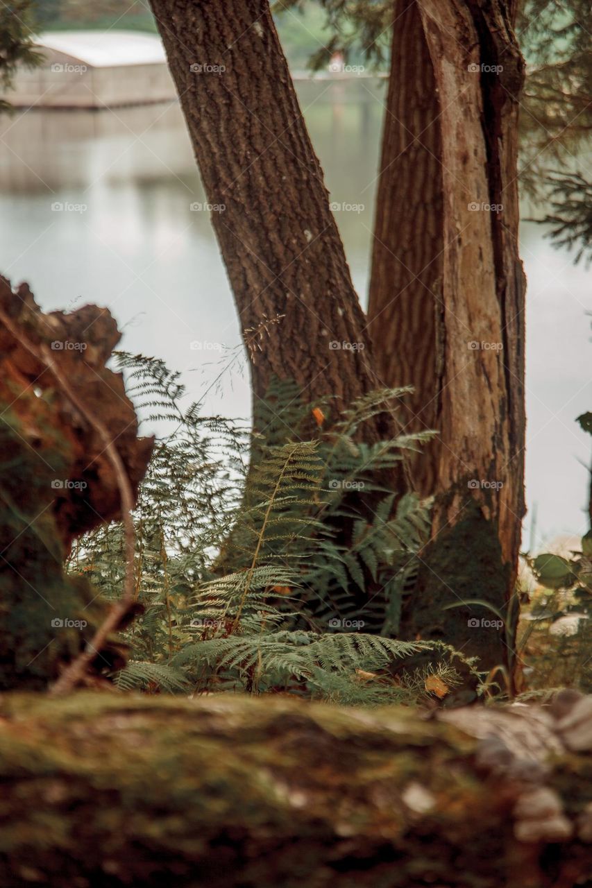 Nature detail outdoor in forest - fern