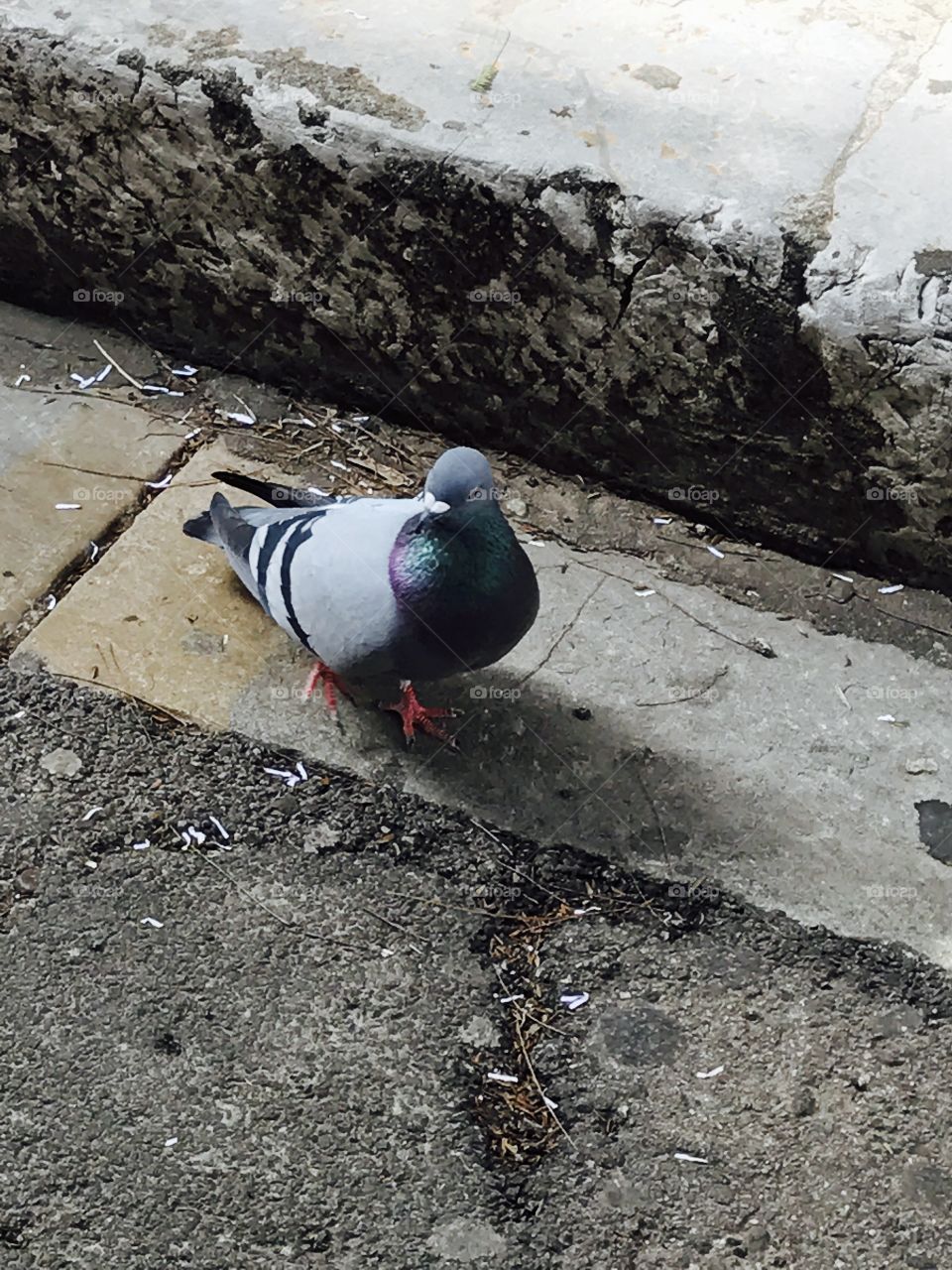 Pigeon-bird-road-