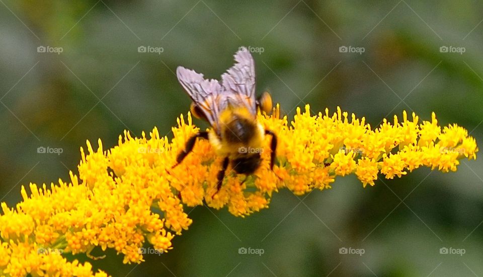 Bee on the flower. Bee on yellow flower