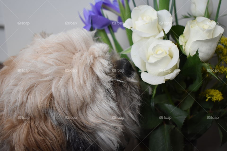 Alfie with a bouquet of flowers