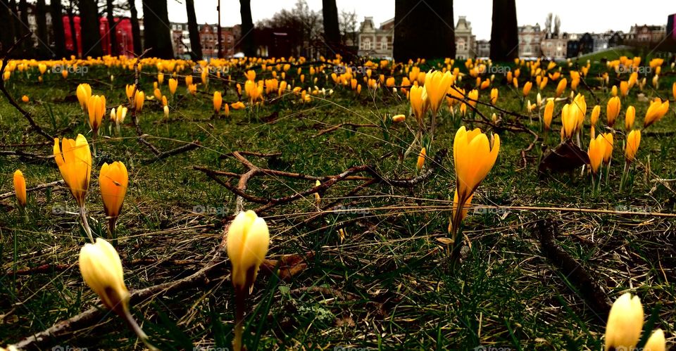 Spring crocus