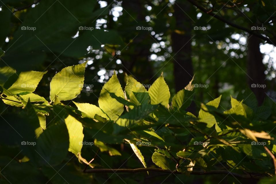 Sunny leaves 