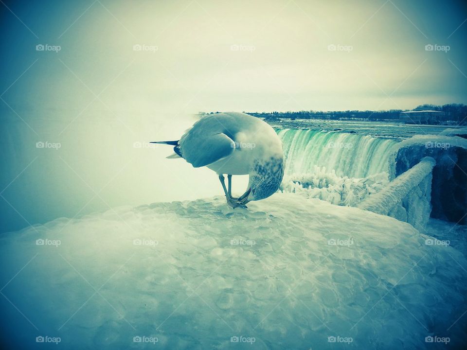 Bird Niagara Falls