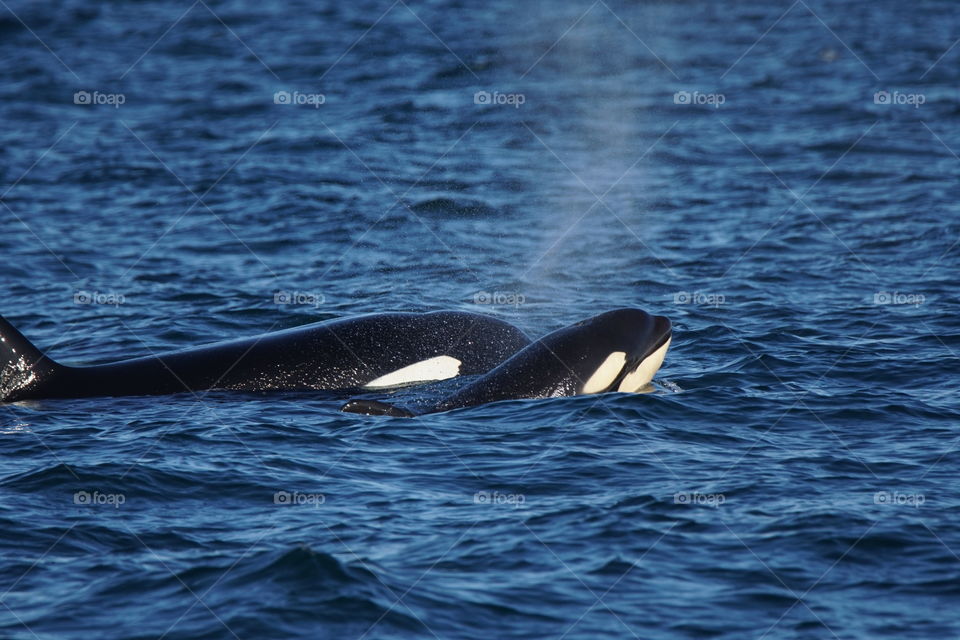 Killer Whales. Mother and Calf